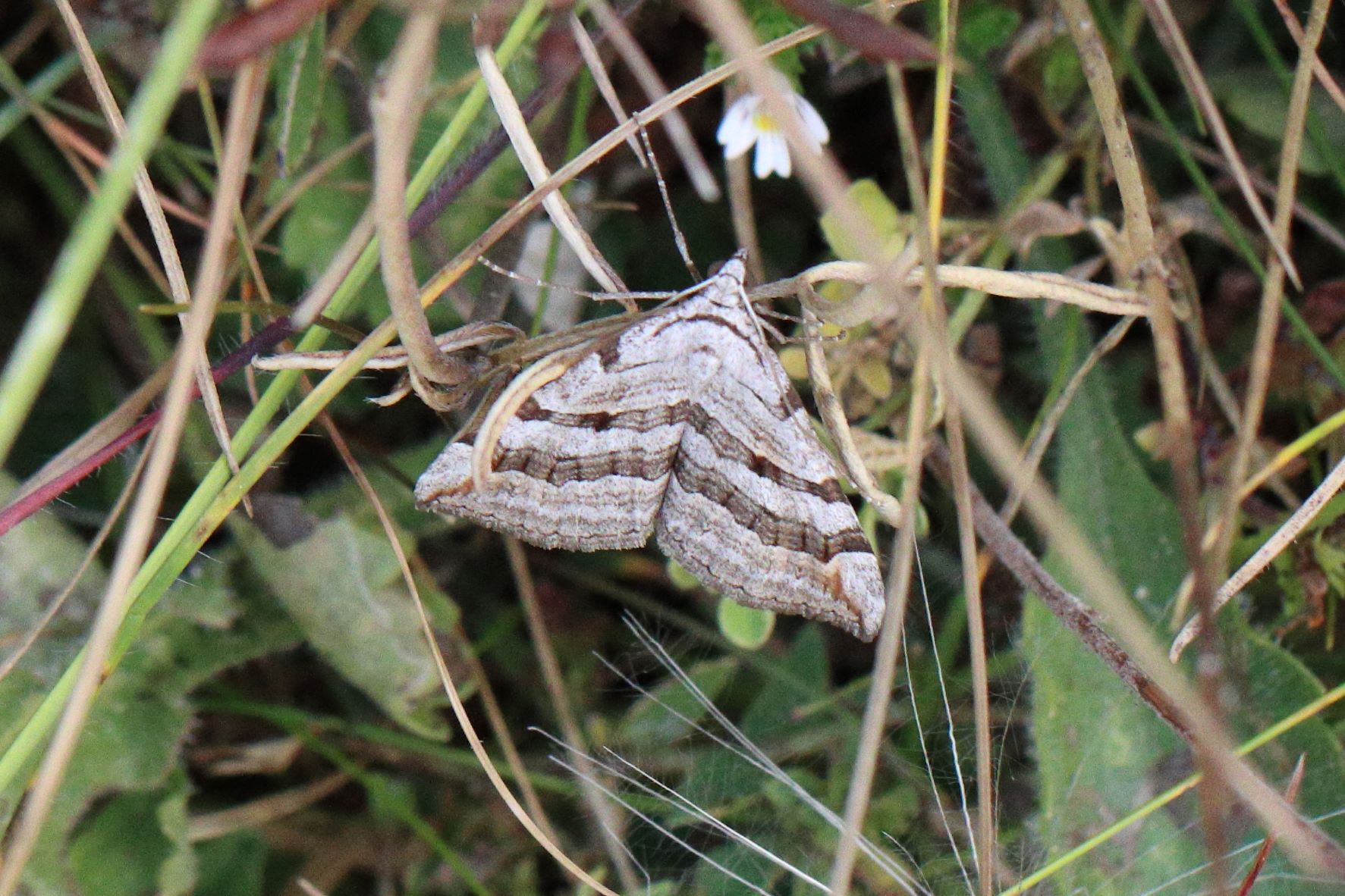 Photo of Treble-bar (Aplocera plagiata)